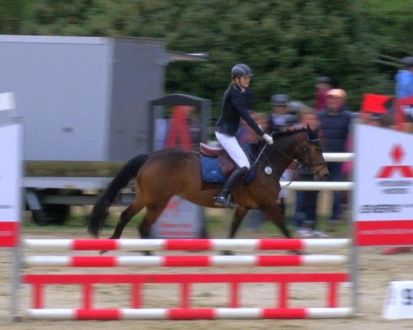Reitturnier Rhede 2024