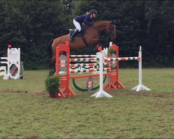 broodmare Trinity 7 (Holsteiner, 2003, from Lerano)