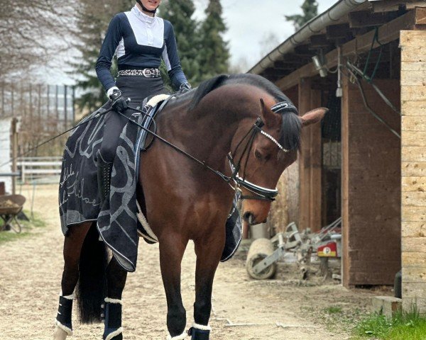 horse Fahrenheits First Lady (unknown,  , from Fahrenheit)