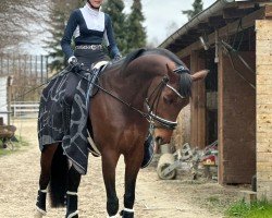 horse Fahrenheits First Lady (unknown,  , from Fahrenheit)