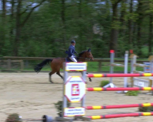 Reitturnier Rhede 2024