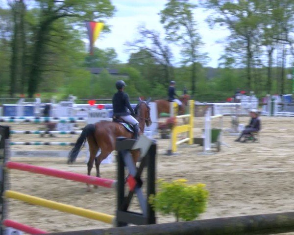 Reitturnier Rhede 2024