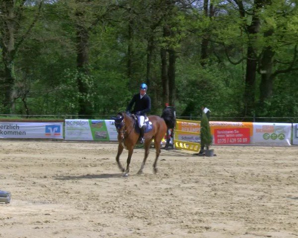Reitturnier Rhede 2024