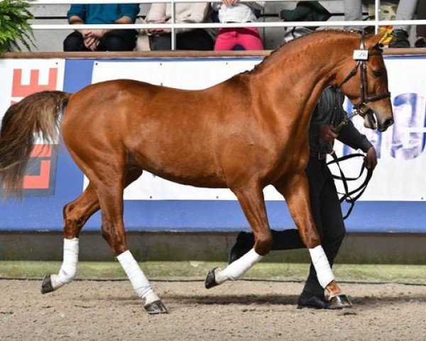 stallion Taaron des Charmes (French Pony, 2007, from Aron N)