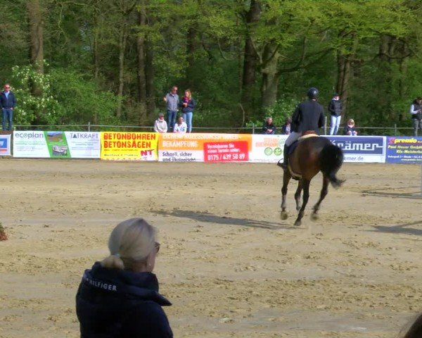 Reitturnier Rhede 2024