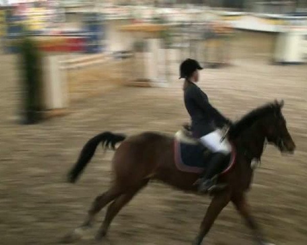 20. Grosses Hallen Springturnier in Vreden