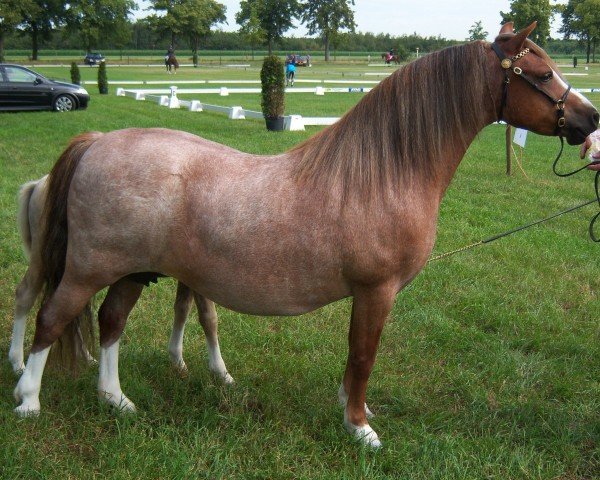 Zuchtstute Langvennen Nannie (Welsh Mountain Pony (Sek.A), 2001, von Rhyd-y-Felin Story)