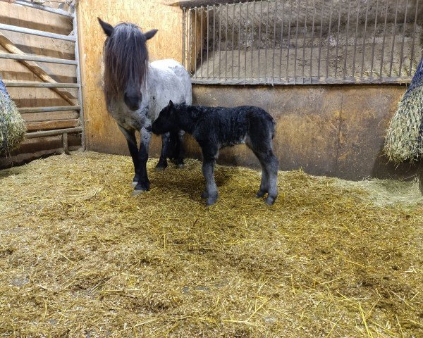 Deckhengst Grayground Man at Work (Shetland Pony, 2024, von Mr. Blue v.d. Hoorn) Deckhengst Grayground Man at Work (Shetland Pony, 2024, von Mr. Blue v.d. Hoorn)