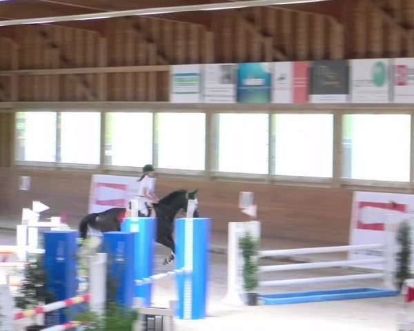 Reitturnier Rüti 2024