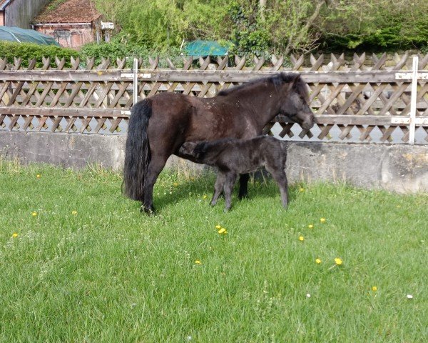 Zuchtstute Grayground Madness (Shetland Pony, 2024, von Mr. Blue v.d. Hoorn)