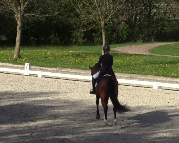 Reitturnier Elmlohe 2024