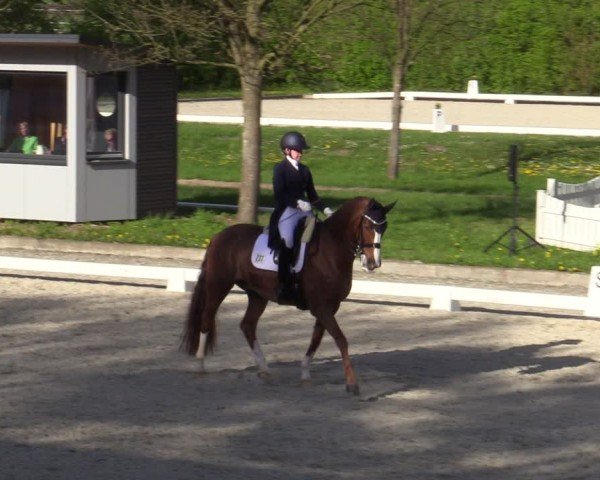 Reitturnier Elmlohe 2024