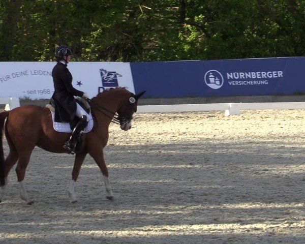 Reitturnier Elmlohe 2024