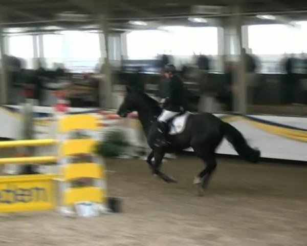 20. Grosses Hallen Springturnier in Vreden