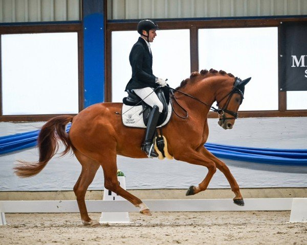 Dressurpferd Zz Top (Hannoveraner, 2020, von Blue Hors Zackerey)