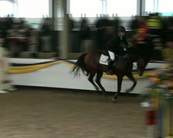 20. Grosses Hallen Springturnier in Vreden