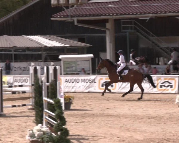 Reitturnier Ranshofen - Braunau am Inn 2024