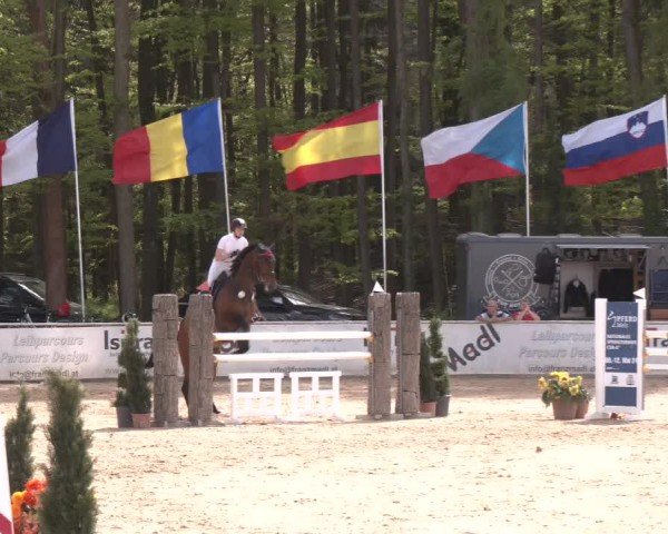 Reitturnier Ranshofen - Braunau am Inn 2024