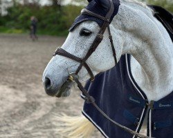 jumper Cayenne CA (Holsteiner, 2013, from Connor 48)