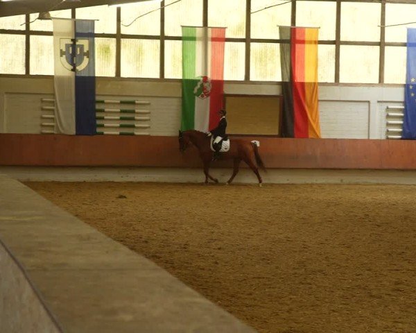 Reitturnier Bottrop 2024
