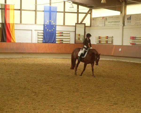 Reitturnier Bottrop 2024