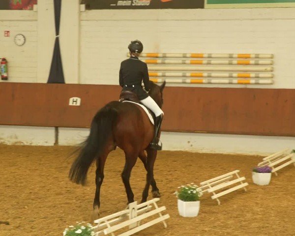 Reitturnier Bottrop 2024