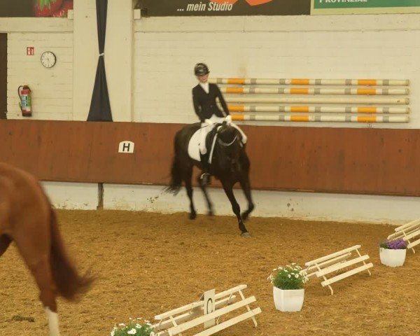 Reitturnier Bottrop 2024