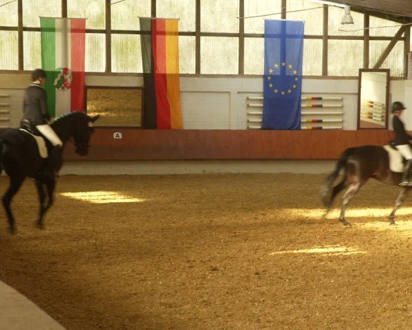 Reitturnier Bottrop 2024