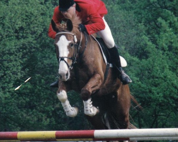 broodmare Pershing (Westphalian, 1985, from Paradox I 1697)