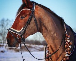 jumper Vojumgaards Comet (Danish Warmblood, 2012, from Cosmeo)