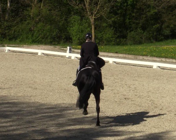 Reitturnier Elmlohe 2024