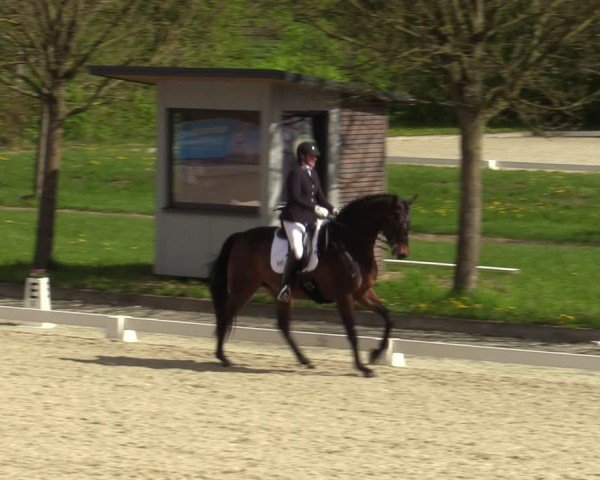 Reitturnier Elmlohe 2024