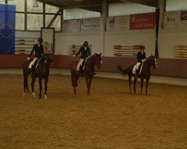 Reitturnier Bottrop 2024