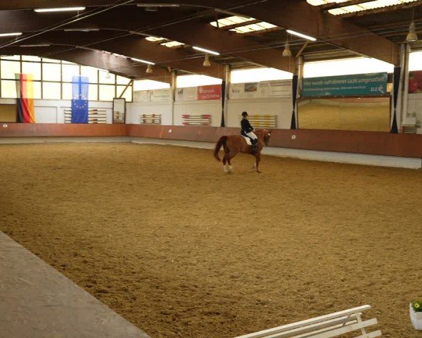 Reitturnier Bottrop 2024
