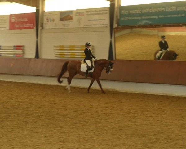 Reitturnier Bottrop 2024