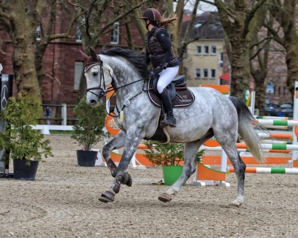 Springpferd Lamborghini FZ (KWPN (Niederländisches Warmblut), 2016, von Zirocco Blue) Springpferd Lamborghini FZ (KWPN (Niederländisches Warmblut), 2016, von Zirocco Blue)