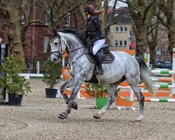 jumper Lamborghini FZ (KWPN (Royal Dutch Sporthorse), 2016, from Zirocco Blue)