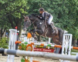 jumper Hello Hickstead V (Hanoverian, 2011, from Hickstead)