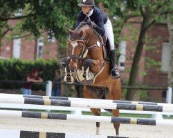 jumper Urano de Sanem (Luxembourg horse, 2014, from Uriko)