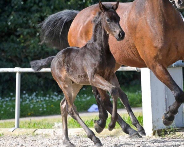 horse Zorroball (Hanoverian, 2024, from Zarenball)