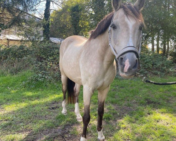 dressage horse Karamel 9 (Zweibrücken, 2001, from Kiribati)