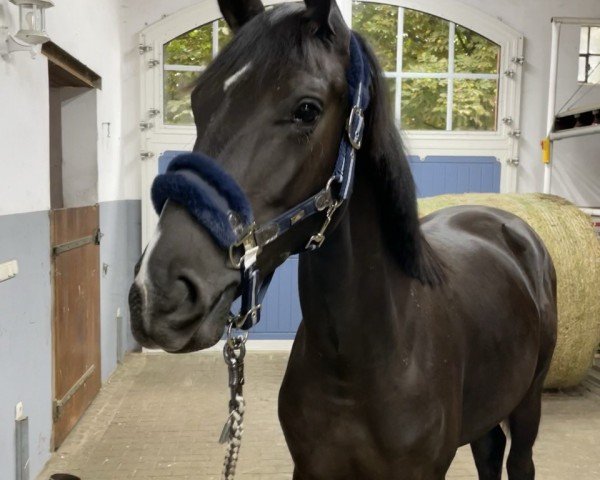 broodmare Be Happy (Hanoverian, 2021, from Blue Hors Baron)