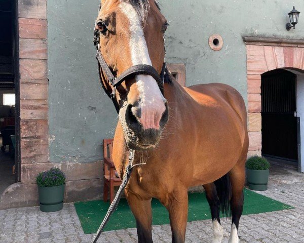 broodmare Diva de Septon (Belgian Warmblood, 2003, from Orlando van de Heffinck)