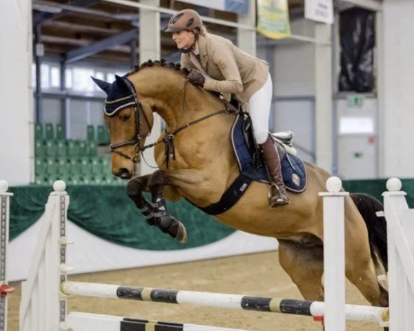 jumper Calimero 667 (Zweibrücken, 2012, from Camargo 2)
