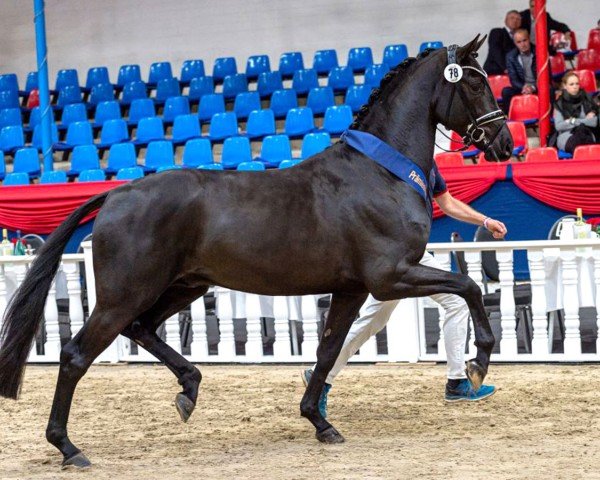 Deckhengst Secret Star (Oldenburger, 2019, von Secret)