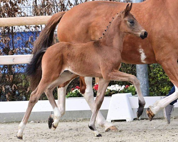 horse Most wanted Maroni (Oldenburg, 2024, from Most Wanted Nero Von Bellin)