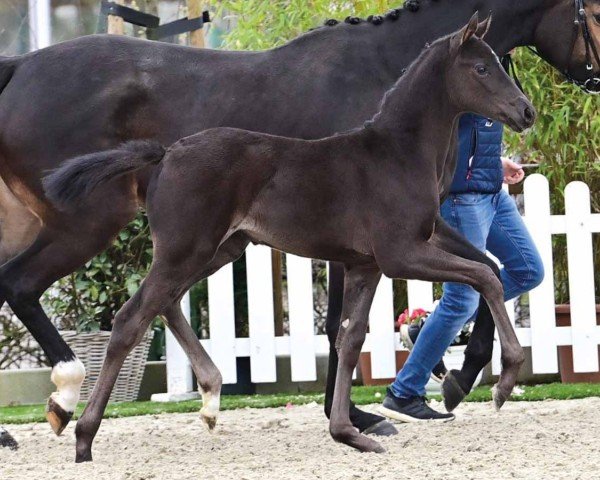 horse Stute von Zarenball / Rock for Me (Oldenburg, 2024, from Zarenball)