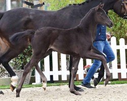 Cavallo Stute von Zarenball / Rock for Me (Oldenburger, 2024, di Zarenball)