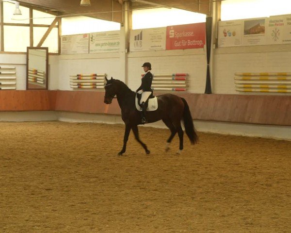 Reitturnier Bottrop 2024