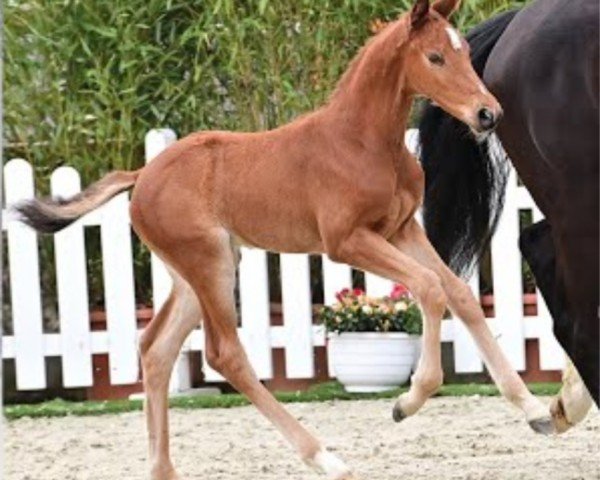 horse Pferd von Zinedine / Chacco-Blue (Oldenburg show jumper, 2024, from Zinedine)